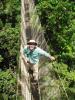 Майкл Каспари на мосту, перекинутом между деревьями. Это сооружение позволяет добраться до нужных видов мурашей (фото Stephen Yanoviak).