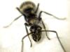  Polyrhachis illaudataPolyrhachis illaudata Walker, 1859 — муравей-ткач