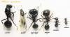 Все касты  M. capitatus.Кастыу муравьев имеется три основные касты: самцы, самки и рабочие (бесплодные модифицированные самки).Messor capitatus (Latreille, 1798)