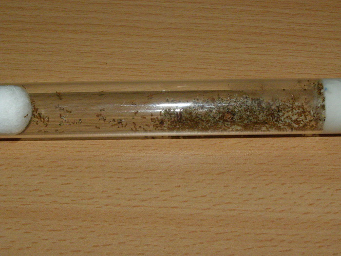 Monomorium pharaonis (фараонов муравей) Monomorium pharaonis (фараонов муравей)