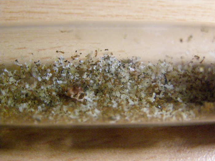 Monomorium pharaonis (фараонов муравей) Monomorium pharaonis (фараонов муравей)
