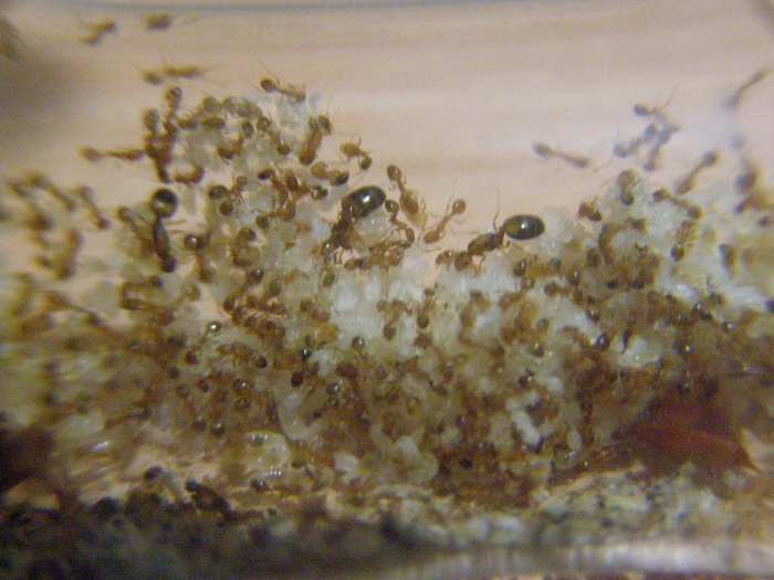 Monomorium pharaonis (фараонов муравей) Monomorium pharaonis (фараонов муравей)