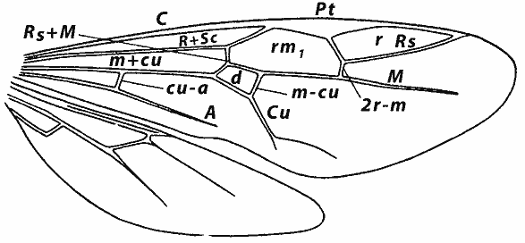Рис. 5. Крылья муравьев: жилки: C — костальная, R+Sc — субкостальная, Rs — радиальная, М+Cu — медиокубитальная, М — медиальная, Cu — кубитальная, A — анальная, Rs+М — базальная, 2r—m — 2-я радиомедиальная, m-cu — возвратная, cu—a — нерволюс; ячейки: r — радиальная, rm1 — радиомедиальная, d — дискоидальная, pt — птеростигма
