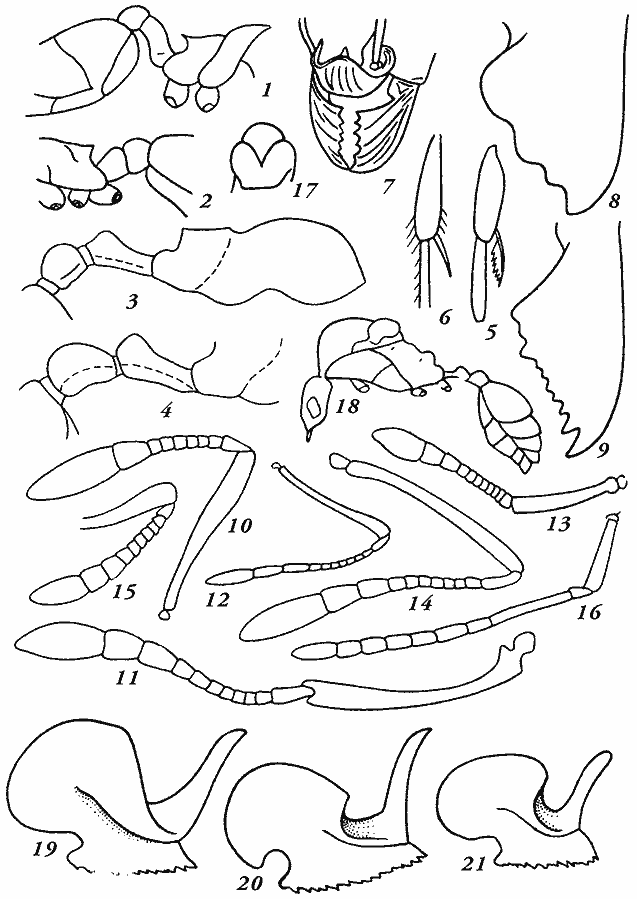 Рис. 14. Myrmicinae (по: Арнольди, 1978, Ogata, 1982): 1—4 — стебелек и задняя часть эпинотума рабочих: 1 — Crematogaster, 2 — Myrmecina, 3 — Stenamma ussuriense, 4 - S. kurilense; 5 — гребенчатая шпора, 6 — простая шпора, 7 — наличник Tetramorium, 8, 9 — жвалы рабочих: 8 — Messor, 9 — Aphaenogaster, 10—15 — усики рабочих: 10 — Diplorhoptrum, 11 — Tetramorium, 12 — Pheidole, 13 — Myrmecina, 14 — Monomorium, 15 — Stenamma; 16 — усик самца Tetramorium, 17 — грудь самца с майровскими бороздками (нотаули), 18 — самец Aphaenogaster в профиль, 19—21 — гениталии (сагитта) Pheidole: 19 — Ph. fervida, 20 — Ph. megacephala, 21 — Ph. nodus
