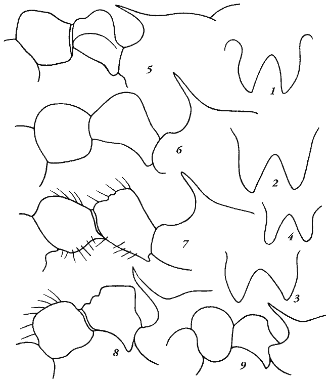 Рис. 17. Лобные валики (1—4), стебелек и шипы эпинотума рабочих Myrmica сбоку (5-9): 1, 5 — M. orientalis, 2, 6 — M. kurokii, 3, 7 — M. luteola, 4, 9 — M. aspersa, 8 — M. sulcinodis eximia
