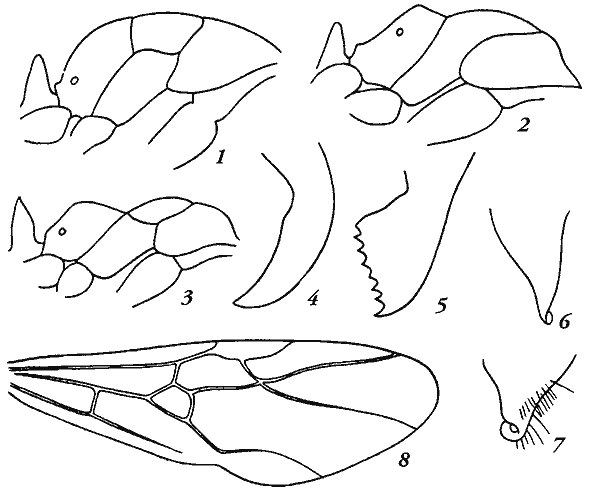 Рис. 24. Formicinae: профиль груди рабочего (1—3), жвалы (4,5), переднее крыло самки (8), конец субгенитальной пластинки (гениталии самца сбоку (6, 7); 1 — Camponotus, 2 — Lasius, 3, 5, 6, 8 — Formica, 4 — Polyergus, 7 — Proformica (1—5 по: Арнольди, Длусский, 1978)
