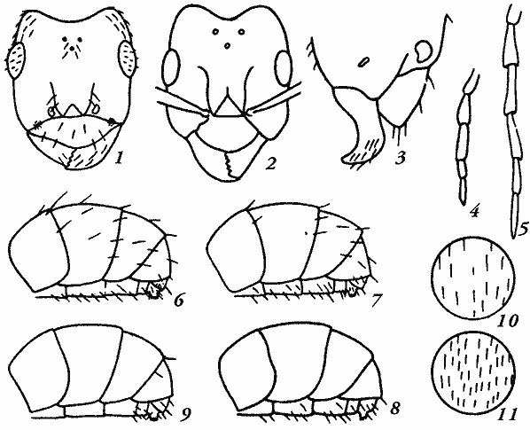 Рис. 27. Рабочие Formica (Coptoformica): 1, 2 — голова сверху, 3 — нижняя часть го-ловы в профиль, 4, 5 — нижнечелюстные щупики, 6—9 — брюшко рабочего в профиль, 10, 11 — прилежащее опушение 2-го тергита брюшка; 1, 3, 5, 6, 10 — F. exsecta, 7, 11 — F. fukaii, 2, 4, 8 — F. rufomaculata, 9 — F. longiceps (1, 3, 5—11 по: Длусский, 1967)
