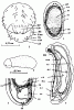 Рис. 2. Ранние стадии развития Formica1 — продольный разрез через яйцо  F. fusca в начале закладки мезодермы; 2 — голова личинки 5-го возраста  F. sanguinea сверху; 3 — личинка 1-го возраста F. aquilonia; 4 — схема внутреннего строения муравья; 5 — продольный срез через задний конец личинки  F. fusca (1—5 по Lilinstern, 1932, схематизировано; 4 — по Wheeler, 1910, с небольшими изменениями).б.ц — брюшная нервная цепочка; ж — желток; д.с — дорсальный синцитий; пщ - пищевод; п.ж — прядильная железа; с.с — спинной сосуд («сердце»); м.с — мальпигиевы сосуды; с.к — средняя кишка; п.з — половой зачаток; з.к — задняя кишка; мд — мезодерма; с.о — серозная оболочка; х — хорион; эд — эктодерма; сц — симбиоциты. Остальные обозначения те же, что и на рис.3.Рис. 3. Строение головы Formica1 — голова рабочего  F. sanguinea сверху; 2 — то же, снизу; 3 — то же, сбоку; 4 — голова самки  F. sanguinea сверху; 5 — голова самца  F. sanguinea сверху; 6 — то же, сбоку; 7—10 — части ротового аппарата рабочего  F. pressilabris: 7 — верхняя губа; 8 — жвала; 9 — нижняя челюсть; 10 — нижняя губа.A.f — лобная площадка; Cl — наличник; Crd — кардо; F.a - усиковая ямка; Fn — жгутик усика; Fr — лоб; G — щека; Ga — галеа; Gl — глосса; Gu — гула; Lac — лациния; Lb — нижняя губа; Lbr — верхняя губа; L.f — лобный валик; Lor — лорум; Md — жвала; Mx — нижняя челюсть; Oc — фасеточный глаз; Occ — затылок; Ocl — простые глазки; Pgl — параглосса; P.lb — нижнегубной щупик; P.mx — нижнечелюстной щупик; Prm — прементум; Sc — рукоять усика; St — стипес; V — темя.Formica fusca Linnaeus, 1758 — бурый лесной муравей, silky antFormica sanguinea Latreille 1798 — кровавый муравей-рабовладелецFormica aquilonia Yarrow, 1955 — северный лесной муравейСимбиоз(от греч. symbíosis — сожительство), в узком смысле под симбиозом понимают такое сожительство особей двух видов, при котором оба партнёра вступают в непосредственное взаимодействие с внешней средой; регуляция отношений с последней осуществляется совместно усилиями, сочетанной деятельностью обоих организмов (ср. Паразитизм). В широком смысле симбиоз охватывает все формы тесного сожительства организмов разных видов, включая и паразитизм, который в этом случае называется антагонистическим симбиозом
Formica pressilabris Nylander, 1846 — малый тонкоголовый лесной муравейМандибулы(лат. mandibule — челюсть, от mando — жую, грызу), первая пара челюстей у ракообразных, многоножек и насекомых. Синоним: жвала.Фасеточные глаза(от франц. facette грань) (сложные глаза), парный орган зрения, образован многочисленными отдельными глазками - омматидиями. Хорошо воспринимают движущиеся объекты, обеспечивают широкое поле зрения. Острота зрения и способность к восприятию формы предмета развиты слабо.Скапус (рукоять усика)первый членик усика, обычно намного длиннее члеников жгутика