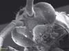 голова самца Diacamma rugosum