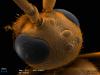голова самца Diacamma rugosum, вид с затылка, комбинация двух изображений, цвет - для наглядности