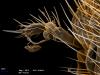 нижнечелюстной щупик самца Diacamma rugosum, комбинация двух изображений, цвет - для наглядности