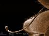 неопознанный(!) щупик самца Diacamma rugosum, комбинация двух изображений, цвет - для наглядности