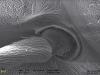 крепление усика к голове Formica truncorum, комбинация двух изображений