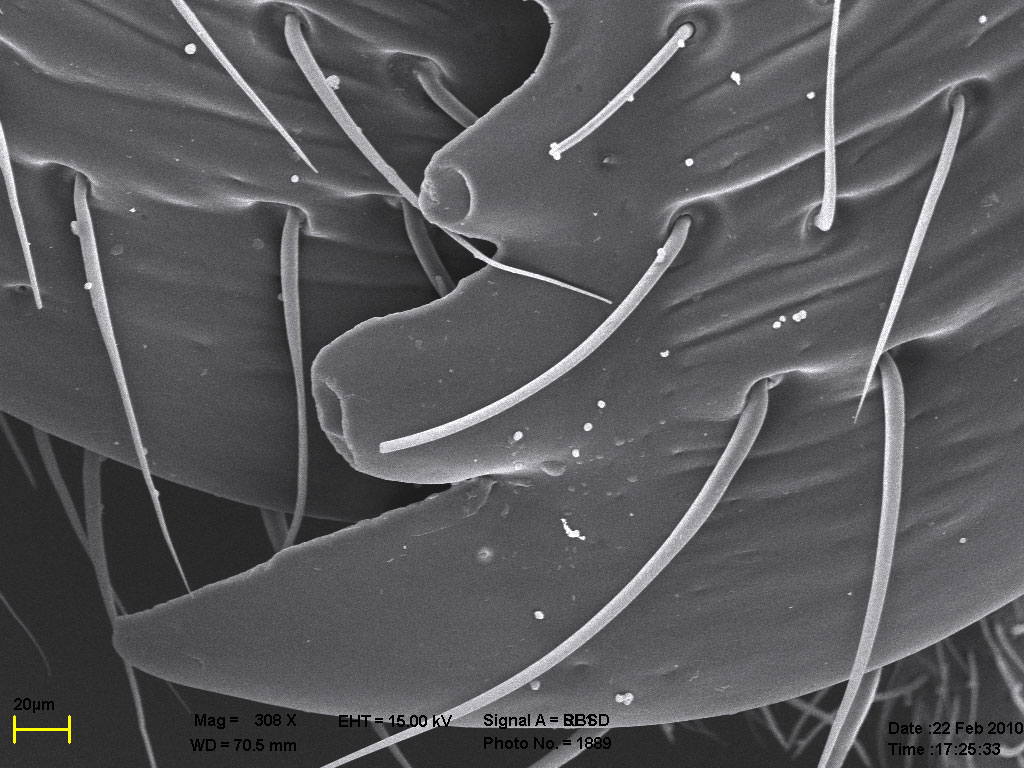 зубцы мандибул Formica truncorum, комбинация двух изображений зубцы мандибул Formica truncorum, комбинация двух изображений