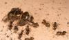 По словам ведущего автора исследования Люка Холмана (Luke Holman), иногда   разбушевавшиеся муравьи так входят в раж, что уничтожают вообще всех   королев – и, видимо, доводят колонию до самоубийства. Хотя известно, что   некоторые виды муравьёв вполне "управляются по хозяйству" и без цариц (фото David   Nash/University of Copenhagen.).