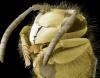 Голова осы обыкновенной (Vespula vulgaris)