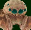 Голова паука-скакуна (Salticidae)