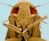 Нижняя часть головы цикады-пенницы (надсемейство Cercopoidea)