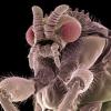 Вот так выглядит муха под микроскопом