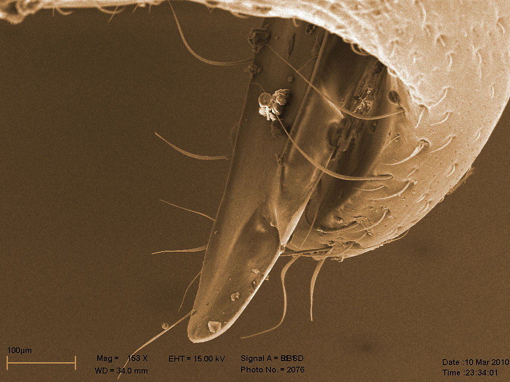 мандибулы матки Acromyrmex, вид с затылка, увеличенный фрагмент изображения №22 мандибулы матки Acromyrmex, вид с затылка, увеличенный фрагмент изображения №22