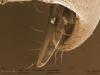 мандибулы матки Acromyrmex, вид с затылка, увеличенный фрагмент изображения №22Мандибулы(лат. mandibule — челюсть, от mando — жую, грызу), первая пара челюстей у ракообразных, многоножек и насекомых. Синоним: жвала.Genus: Acromyrmex Mayr, 1865 — [26] муравьи-листорезы, муравьи-грибоводыВсего 26 видов.