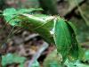 Зеленые муравьи-ткачи  Oecophylla smaragdina, сшивающие гнездо из листьев. © Фото Э.Уайлда.Oecophylla smaragdina (Fabricius, 1775) — муравей-портной