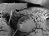 один из щупиков рта личинки Diacamma rugosum