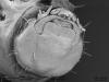 голова личинки Diacamma rugosum, вид «спереди», увеличенный фрагмент предыдущего изображения