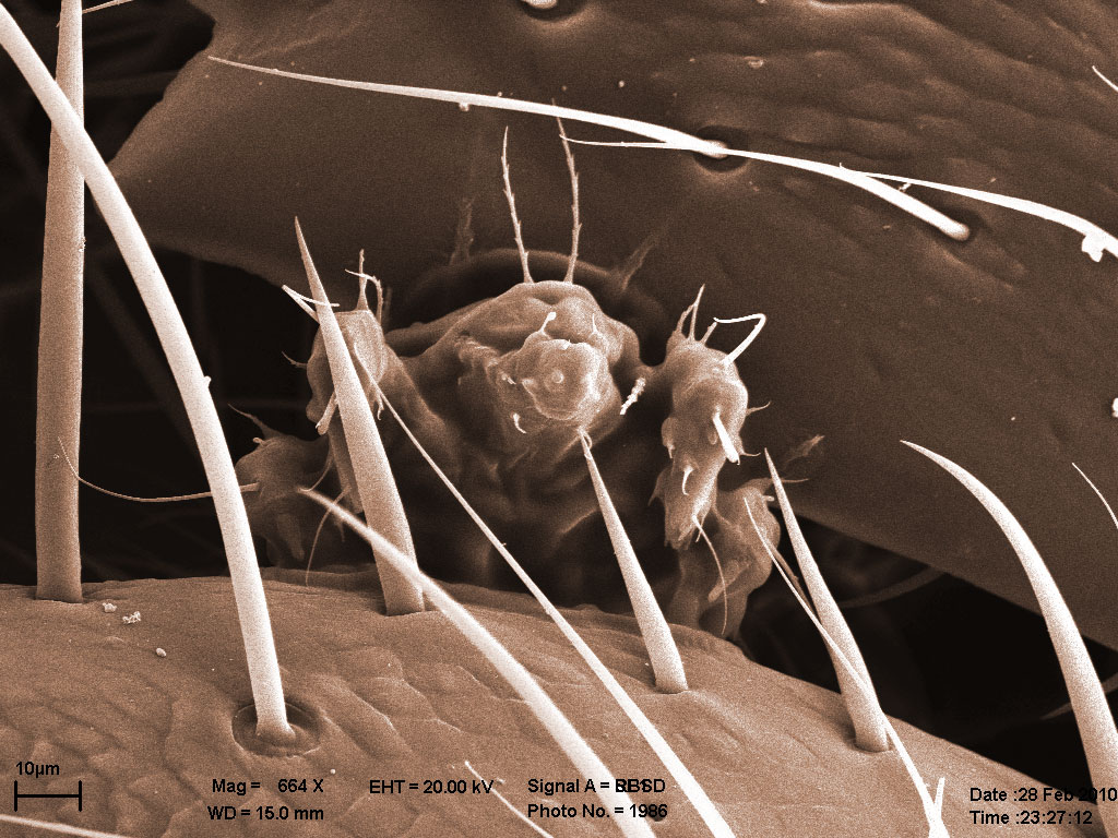 клещь на мандибулах, матка Lasius sp., увеличенный фрагмент предыдущего изображения клещь на мандибулах, матка Lasius sp., увеличенный фрагмент предыдущего изображения