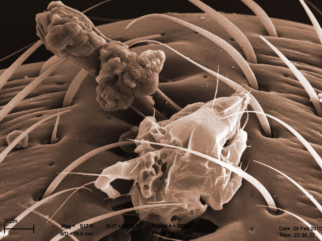 клещь на мандибулах, матка Lasius sp. клещь на мандибулах, матка Lasius sp.