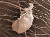клещь на брюшке, матка Lasius sp.Клещичленистоногие животные класса паукообразных. Паразитические клещи прикрепляются к телу муравья и высасывают из него гемолимфу (кровь). Не паразитические клещи питаются разлагающейся органикой - остатками пищи. Вывести клещей без ущерба для мурашей очень трудно.Genus: Lasius Fabricius, 1804 — [100] садовые муравьи, лазиусыВсего 100 видов.