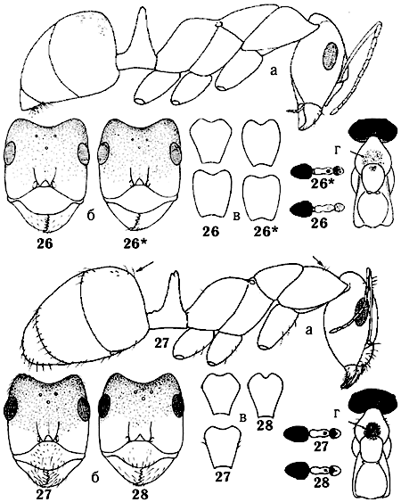 Общий вид сбоку (а), головы спереди (б), формы стебельков сзади (в), типы окрасок тела и форма грудного пятна сверху (г) различных видов муравьев-формик. У Coptoformica forsslundi нет волосков на груди и брюшке.