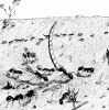 Рис. 4. Фуражировка аралокаспийских муравьев-жнецов (Messor aralocaspius) (по Длусскому, 1981, с изменениями).Фуражирымуравьи ведущие поиск и доставку добычи в муравейник.
Фуражиры активные - муравьи, ведущие самостоятельный поиск добычи и мобилизующие на нее пассивных фуражиров.
Фуражиры пассивные - муравьи, не способные к самостоятельному поиску добычи: мобилизуются на добычу активными фуражирами. Часть пассивных фуражиров имеет закрепленные функции (сборщики пади).Messor aralocaspius Ruzsky, 1902 — арало-каспийский муравей-жнецксеробионт