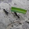«Мы ожидали, что в ходе эволюции эти муравьи особым способом приспособились к перетаскиванию длинных травинок, но совершеннейшим сюрпризом стало для нас открытие участия в процессе шейного сочленения», – говорит глава исследования Карин Молл (Karin Moll) (фото Karin Moll/University of Cambridge).Эволюциянеобратимое историческое развитие живой природы. Определяется изменчивостью, наследственностью и естественным отбором организмов. Сопровождается приспособлением их к условиям существования, образованием и вымиранием видов, преобразованием биогеоценозов и биосферы в целом.