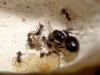 Рождение мурашика