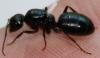 матка ( 15 мм ) похожа на под вид Camponotus, но какой конкретно вид компа - это я хочу узнать от Вас, дорогие эксперты. Поймана матка в городе Комсомольске-на-Амуре Хабаровского края