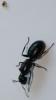 матка ( 15 мм ) похожа на под вид Camponotus, но какой конкретно вид компа - это я хочу узнать от Вас, дорогие эксперты. Поймана матка в городе Комсомольске-на-Амуре Хабаровского края