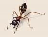 "Поймал" муравья, вроде не матка, помогите определить =)