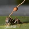 Этот муравей-древоточец Camponotus leonardi впился челюстями в главную жилку листа на высоте 25 сантиметров над землёй и погиб. Причиной столь странного поведения является грибок, красно-коричневая ножка которого торчит из головы мёртвого мураша (фото David Hughes et al.).