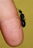 матка ( 15 мм ) похожа на под вид Camponotus, но какой конкретно вид компа - это я хочу узнать от Вас, дорогие эксперты. Поймана матка в городе Комсомольске-на-Амуре Хабаровского края. Заранее спасибо!