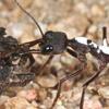 Исследователи выяснили, что внутри одного вида муравьёв деление на роли в колонии может влиять на строение глаз (фото Ajay Narendra/ANU).