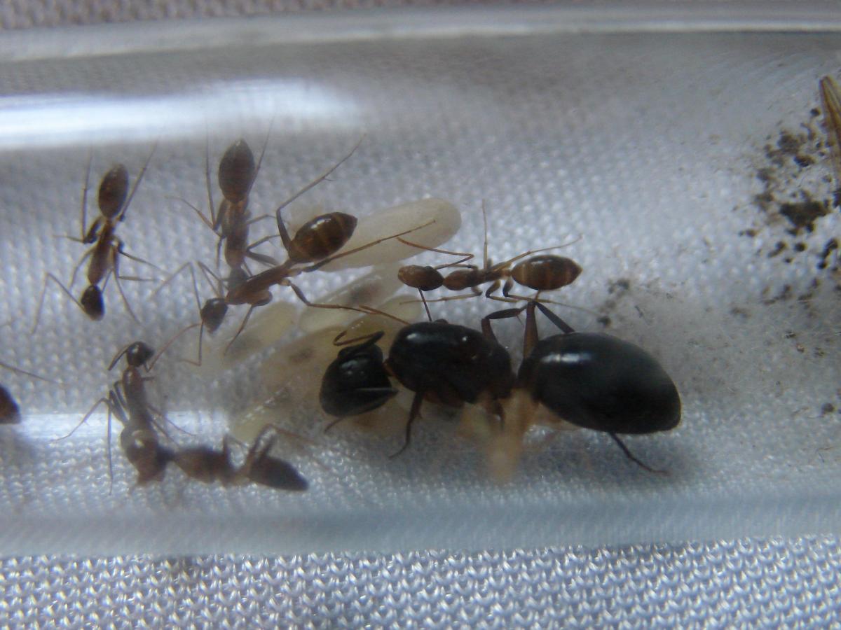 Camponotus sp "Малайзия", вполне возможно что это C. festinus