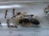 Camponotus sp &quot;Малайзия&quot;, вполне возможно что это C. festinus
