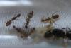 Camponotus sp "Малайзия", вполне возможно что это C. festinus