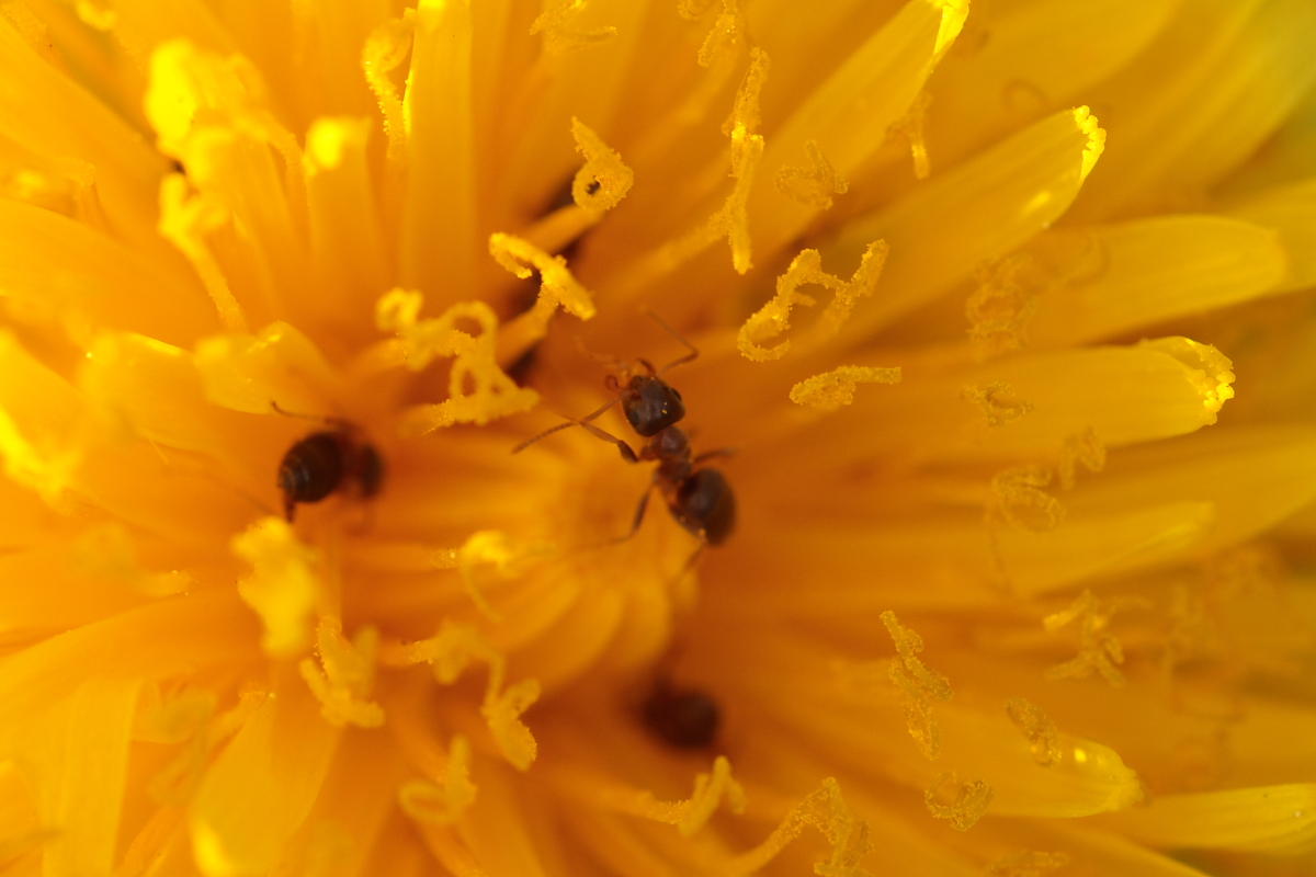 Lasius spp. Lasius spp.