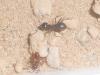 мессор и  фулигинозус мирно сосуществуютLasius fuliginosus (Latreille, 1798) — пахучий муравей-древоточец, jet ants