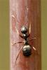 рабочий муравей © 2004 J.K. Lindsey