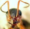 краснощекий муравей-минер