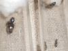 самка умбратусов с рабочими  нигеров, рядом самка  нигеров принесенная ПашейLasius niger (Linnaeus, 1758) — черный садовый муравей, black ant, garden ant