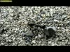 Короткое видео, на котором можно посмотреть, как бегунок копает песок